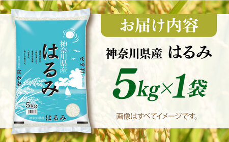 年内発送の受付は12月19日まで！】【数量限定】お米 はるみ 5kg 希少  
