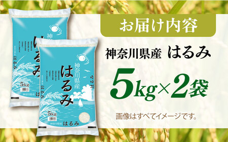 お米 令和5年 神奈川県産 ハルミ 10kg