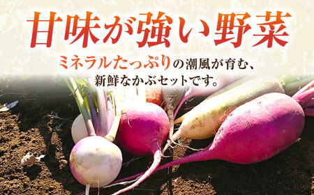 【先行予約】葉付き かぶ 10玉 【鈴也ファーム】[AKCE016]