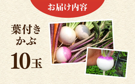 【先行予約】葉付き かぶ 10玉 【鈴也ファーム】[AKCE016]