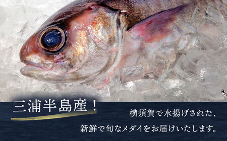 【先行予約】【冬季限定】下ごしらえ済 メダイ 約800g~1kg 鮮魚 処理済み 下処理済み 【長井水産株式会社】[AKAJ031]