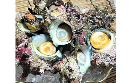 三浦半島獲れたてサザエ1.5kg