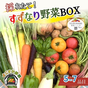 【ふるさと納税】すずなり採れたて野菜BOX（お試し） 60サイズ 横須賀市 よこすか野菜【野菜 旬 サラダ セット 採れたて おまかせ 新鮮 直送】