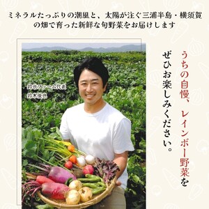 すずなり採れたて野菜BOX（夏野菜セット） 100サイズ 横須賀市 よこすか野菜【野菜 旬 サラダ セット 採れたて おまかせ 新鮮 直送】
