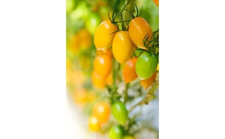 湘南ポモロンレッド&ゴールド プレミアム ジュースセット(500g×各1本)ギフトボックス入り