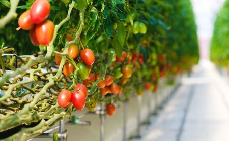 湘南ポモロンレッド&ゴールド プレミアム ジュースセット(500g×各1本)ギフトボックス入り