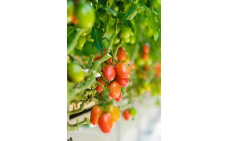 シシリアンルージュ ジュース&イタリアントマトピューレー(2本)セット ギフトボックス入り