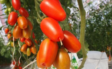 シシリアンルージュ ジュース&イタリアントマトピューレー(2本)セット ギフトボックス入り