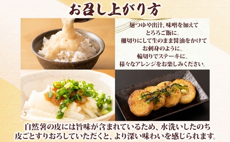 自然薯 贈答用自然薯 じねんじょ養強壮 化粧箱 神奈川県 平塚市