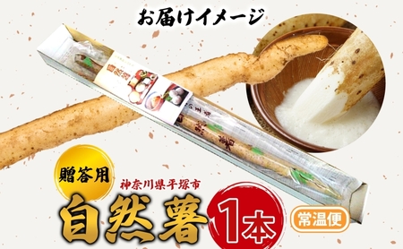 自然薯 贈答用自然薯 じねんじょ養強壮 化粧箱 神奈川県 平塚市