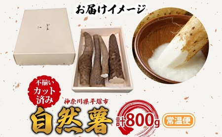 自然薯 カット自然薯 じねんじょ養強壮 化粧箱 神奈川県 平塚市