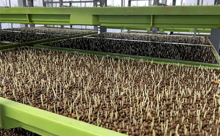 『令和7年産』 (株)平塚中央ライスセンターが自社で苗から育てた はるみ5kg 精米 過去2回 特A獲得