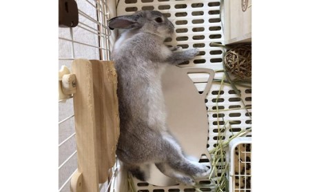 ねこの寝床（Sサイズ） 雑貨 ペット 猫用品 ひんやりマット 夏 暑さ対策 涼しい 