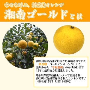 湘南ゴールドブレンドティ　12袋　セット ルイボスティー ティーバッグ ハーブティー オレンジ ノンカフェイン デカフェ 