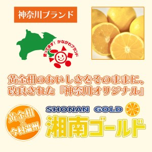 湘南ゴールドブレンドティ　12袋　セット ルイボスティー ティーバッグ ハーブティー オレンジ ノンカフェイン デカフェ 