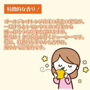 湘南ゴールドブレンドティ　12袋　セット ルイボスティー ティーバッグ ハーブティー オレンジ ノンカフェイン デカフェ 