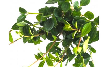 360度楽しめる!吊るせる観葉植物「ハングボール」ペペロミア(Mサイズ)
