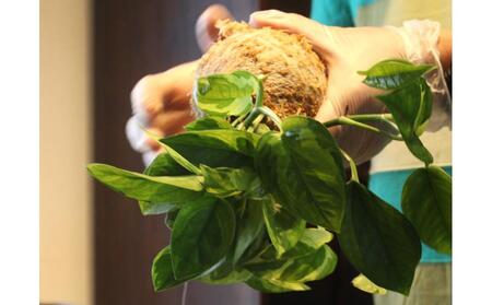 360度楽しめる!吊るせる観葉植物「ハングボール」ペペロミア(Mサイズ)