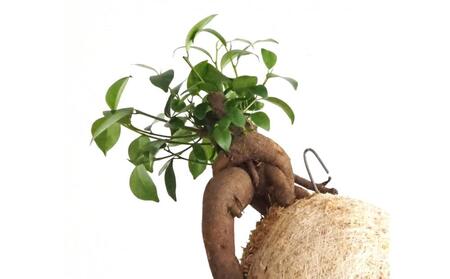 360度楽しめる!吊るせる観葉植物「ハングボール」ガジュマル(Mサイズ)