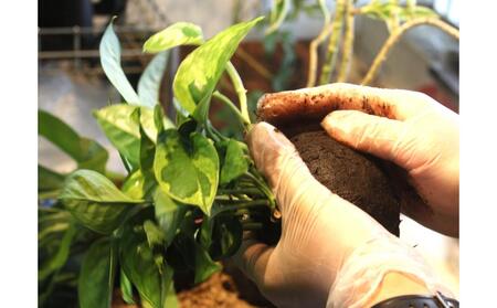 360度楽しめる!吊るせる観葉植物「ハングボール」ガジュマル(Mサイズ)