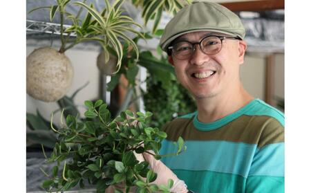 360度楽しめる!吊るせる観葉植物「ハングボール」ガジュマル(Mサイズ)