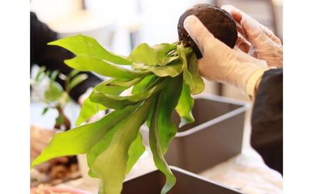 360度楽しめる!吊るせる観葉植物「ハングボール」作りワークショップ