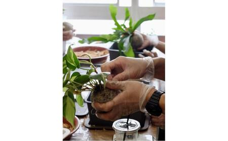 360度楽しめる!吊るせる観葉植物「ハングボール」作りワークショップ