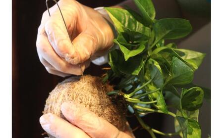 360度楽しめる!吊るせる観葉植物「ハングボール」作りワークショップ