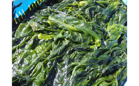 湯がきわかめ 大2本セット