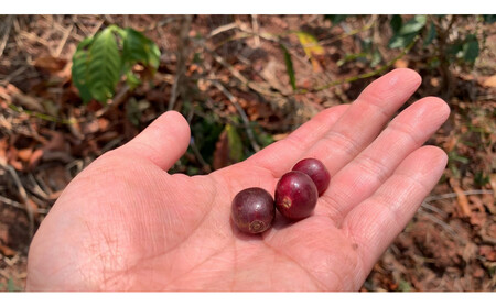 SINGLE ORIGIN (豆の状態)100g×5種類