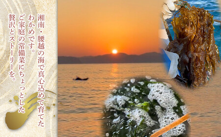 【湘南腰越名産！】湯通し「塩蔵わかめ」350g×2袋