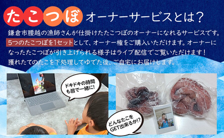 【獲れた分は自宅にお届け！】たこつぼオーナー体験チケット