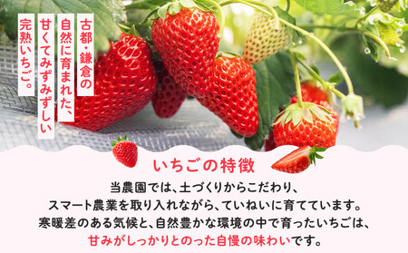 【期間限定】鎌倉産いちご　2パック食べ比べセット（250ｇ～260ｇ×2パック）