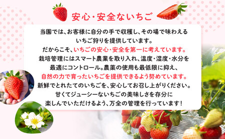 【期間限定】鎌倉産いちご　2パック食べ比べセット（250ｇ～260ｇ×2パック）