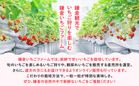 【期間限定】鎌倉産いちご　2パック食べ比べセット（250ｇ～260ｇ×2パック）
