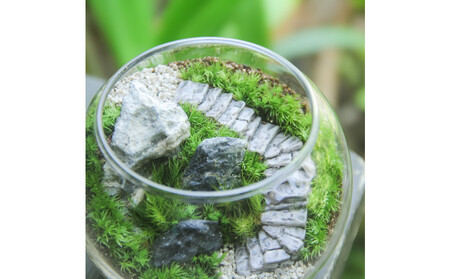 《苔テラリウム・コケリウム》階段の風景 ボウルL