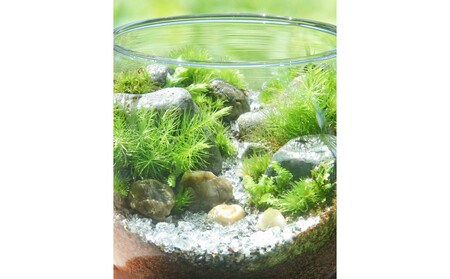 【渓流編】苔テラリウム制作キット（ツール付き）