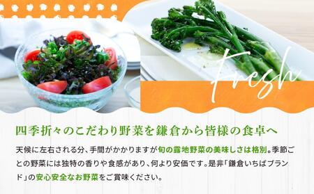 6ヶ月連続毎月届く定期便】「鎌倉いちばブランド」新鮮お野菜