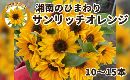花 湘南のヒマワリ 切り花用 サンリッチオレンジ 10~15本 お花 フラワー 切花 生花 ひまわり 向日葵 植物 花束 家庭用 プレゼント 神奈川 藤沢
