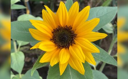 花 湘南のヒマワリ 切り花用 サンリッチオレンジ 10~15本 お花 フラワー 切花 生花 ひまわり 向日葵 植物 花束 家庭用 プレゼント 神奈川 藤沢