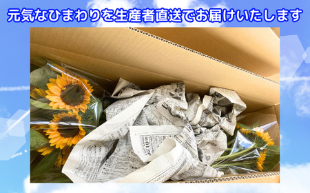 花 湘南のヒマワリ 切り花用 サンリッチオレンジ 10~15本 お花 フラワー 切花 生花 ひまわり 向日葵 植物 花束 家庭用 プレゼント 神奈川 藤沢