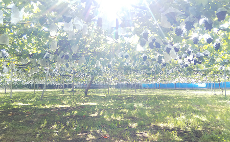 【2026年夏発送】ぶどう 湘南オリジナルぶどうセット 2～3房