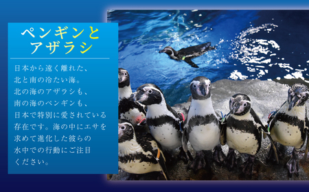 新江ノ島水族館 【年間パスポート】 引換券 大人1枚 + 小・中学生1枚 / 水族館 チケット 観光