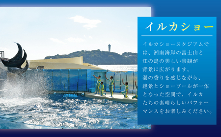 新江ノ島水族館 年間パスポート 大人・幼児各1枚 / 水族館 チケット 観光