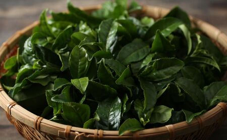 丹沢大山ほうじ茶 12個セット 【ほうじ茶アイス】