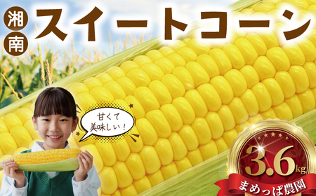 湘南 とうもろこし 3.6kg  【トウモロコシ 】