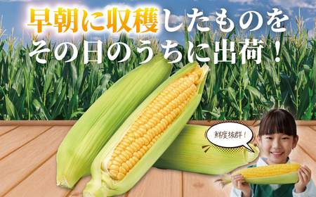 湘南 とうもろこし 3.6kg  【トウモロコシ 】