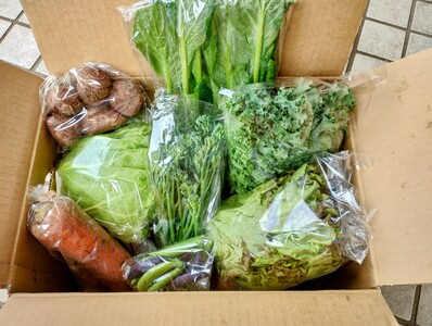 訳あり 野菜セット 8品 【 野菜セット】