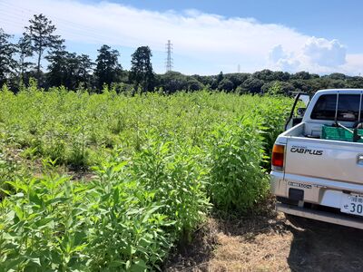 訳あり 野菜セット 8品 【 野菜セット】