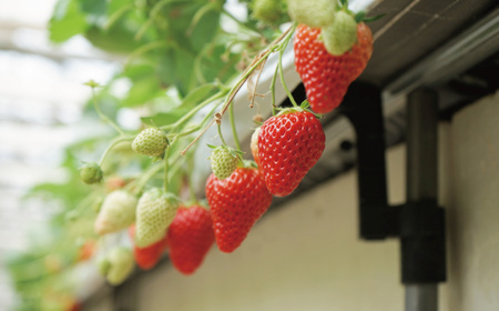 【湘南産】完熟いちごのいちごミルクの素＆ぷるぷるいちごの素セット